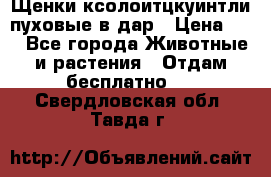 Щенки ксолоитцкуинтли пуховые в дар › Цена ­ 1 - Все города Животные и растения » Отдам бесплатно   . Свердловская обл.,Тавда г.